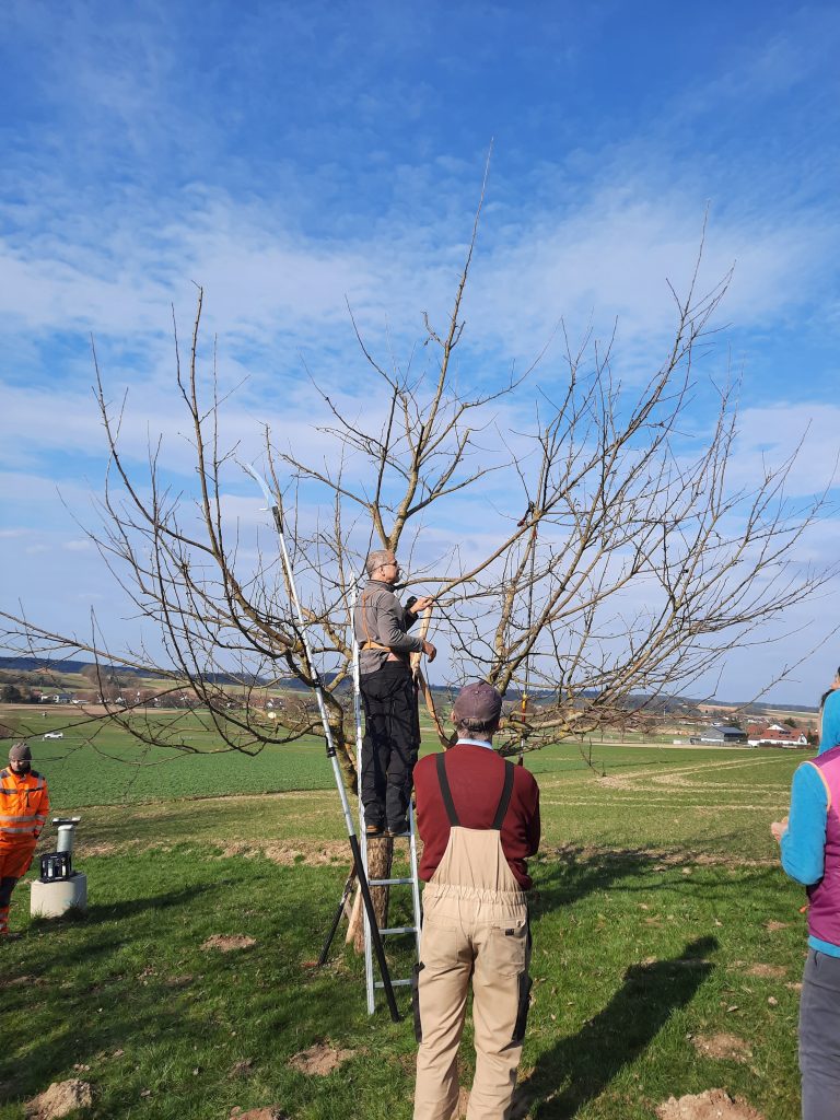 Obstbaumschneidekurs März 2026